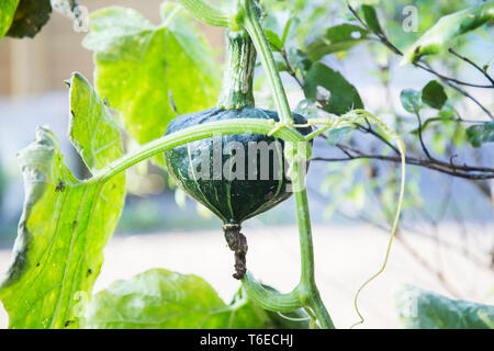 Ansicht schließen eines dunklen Grün Buttercup Squash, die ihren Weg aus dem Garten eingeschlichen hat, die von einem Baum viele Meter entfernt zu hängen die besten Sonnenschein zu finden. Stockfoto