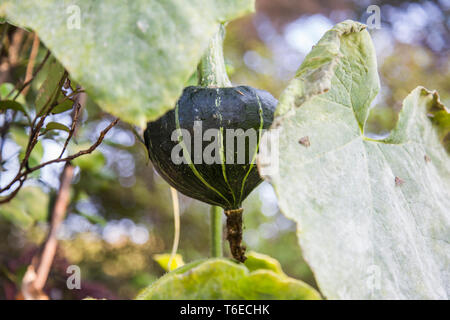 Ansicht schließen eines dunklen Grün Buttercup Squash, die ihren Weg aus dem Garten eingeschlichen hat, die von einem Baum viele Meter entfernt zu hängen die besten Sonnenschein zu finden. Stockfoto