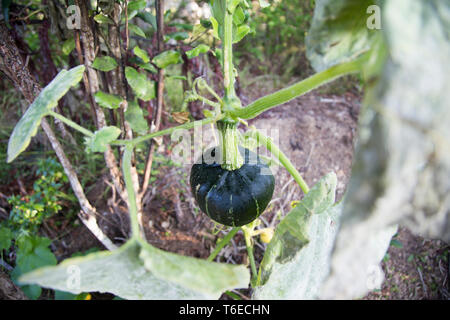 Ansicht schließen eines dunklen Grün Buttercup Squash, die ihren Weg aus dem Garten eingeschlichen hat, die von einem Baum viele Meter entfernt zu hängen die besten Sonnenschein zu finden. Stockfoto