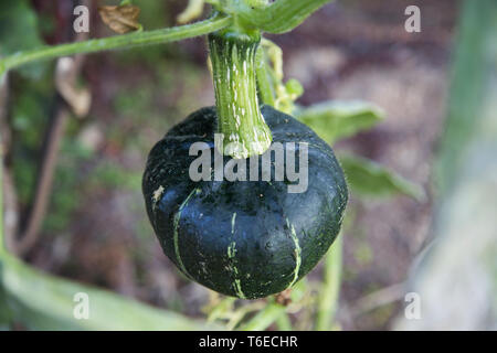 Ansicht schließen eines dunklen Grün Buttercup Squash, die ihren Weg aus dem Garten eingeschlichen hat, die von einem Baum viele Meter entfernt zu hängen die besten Sonnenschein zu finden. Stockfoto