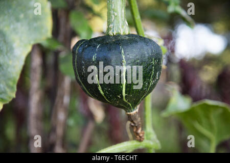 Ansicht schließen eines dunklen Grün Buttercup Squash, die ihren Weg aus dem Garten eingeschlichen hat, die von einem Baum viele Meter entfernt zu hängen die besten Sonnenschein zu finden. Stockfoto