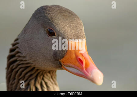 graue Gans-Porträt Stockfoto