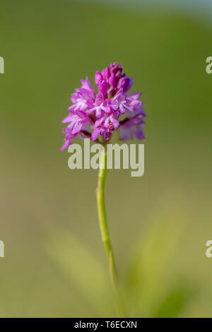 Pyramidale Orchid; Anacamptis pyramidalis; Cornwall, UK Stockfoto