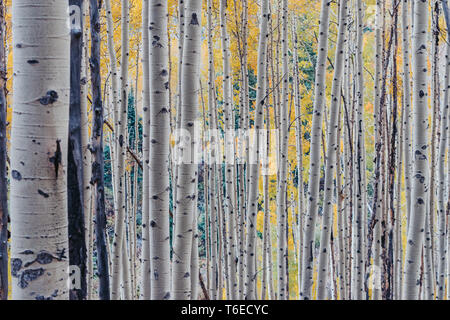 Goldgelb Aspen Bäume im Herbst auf kastanienbraunen Glocken in Aspen, Colorado, USA Stockfoto