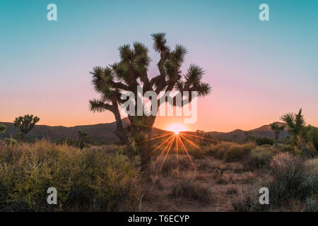 Sunburst unter den Joshua Bäume in Joshua Tree National Park im Süden von Kalifornien, USA Stockfoto