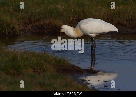 Nach Löffler Fütterung auf die 'Serpentine' an cley Sümpfe in Norfolk. Stockfoto