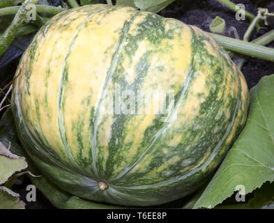 Kürbis wächst im Garten unter den grünen Blättern. Stockfoto