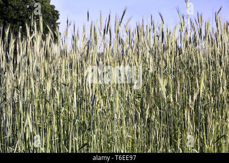 Anbau von Roggen auf dem Feld closeup Stockfoto