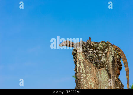 Asiatische Wasser Monitor an der See von Hikkaduwa, Sri Lanka Stockfoto