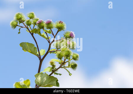 Große Klette (Arctium Lappa) Stockfoto