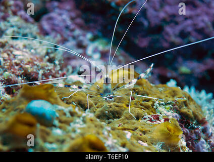 Gebänderte Putzergarnelen (Stenopus hispidus) laufen über Korallen von Bali, Indonesien Stockfoto