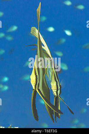 Zwei longfin batfish juvenile (Platax teira) Schwimmen unter Wasser Oberfläche von Bali, Indonesien Stockfoto