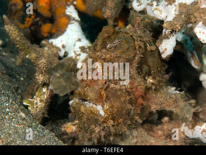 Nahaufnahme eines Riesen Anglerfisch (Antennarius commerson) unter den Felsen von Bali, Indonesien Stockfoto