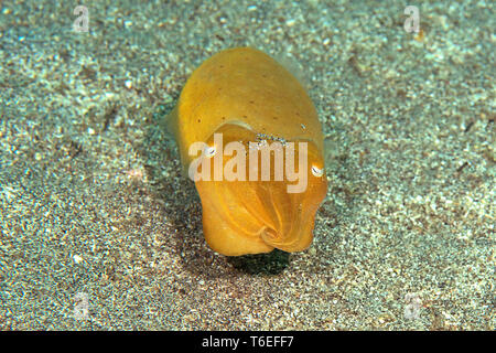 Broadclub Tintenfische (Sepia Latimanus) Bewegen auf meeresgrund von Bali, Indonesien Stockfoto