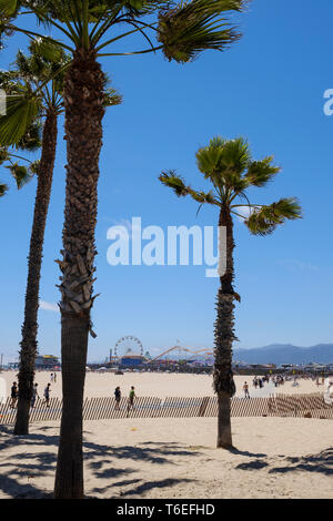 Palmen am Strand von Santa Monica in Los Angeles, Kalifornien, USA Stockfoto