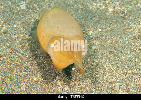 Broadclub Tintenfische (Sepia Latimanus) Bewegen auf meeresgrund von Bali, Indonesien Stockfoto