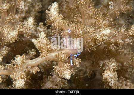 Tosa kommensalen Garnelen, ancylomenes tosaensis Kriechen auf Korallen von Bali, Indonesien Stockfoto