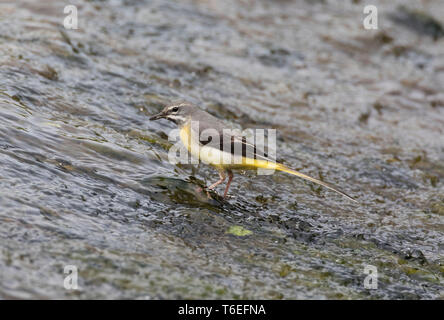 Gebirgsstelze, Motacilla cinerea, Montgomeryshire Canal, Mid Wales, Großbritannien Stockfoto