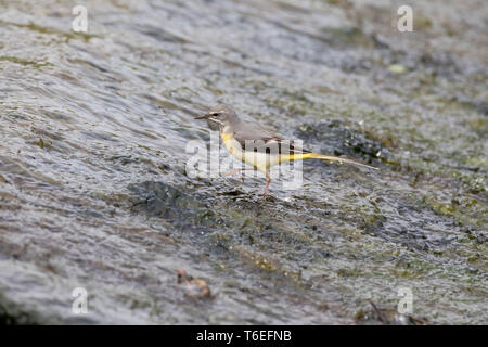 Gebirgsstelze, Motacilla cinerea, Montgomeryshire Canal, Mid Wales, Großbritannien Stockfoto