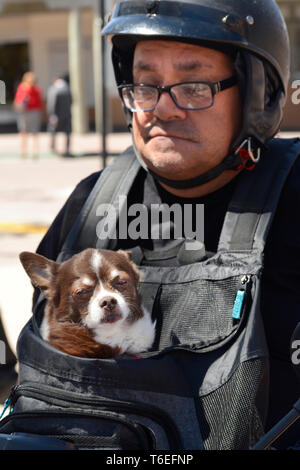 Ein Mann mit seinem Hund in seinem Hund Brust Träger reitet sein Motorroller in Santa Fe, New Mexico USA Stockfoto