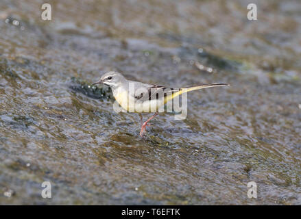 Gebirgsstelze, Motacilla cinerea, Montgomeryshire Canal, Mid Wales, Großbritannien Stockfoto