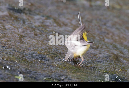 Gebirgsstelze, Motacilla cinerea, Fütterung in der Montgomeryshire Canal, Mid Wales, Großbritannien Stockfoto