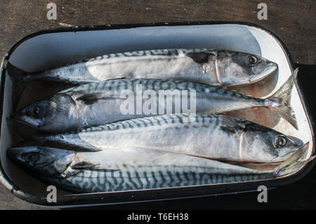 Ganze Makrele fischen in Fach Stockfoto