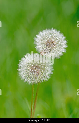Löwenzahn Wiese im Frühling, Taraxacum Officinale, Deutschland, Europa Stockfoto
