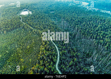 Straße windet sich durch native Eukalyptus Wald in Yarra Ranges, Victoria, Australien Stockfoto