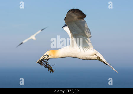 Northern gannet sammeln Kelp ein Nest auf der Helgoland zu bauen Stockfoto