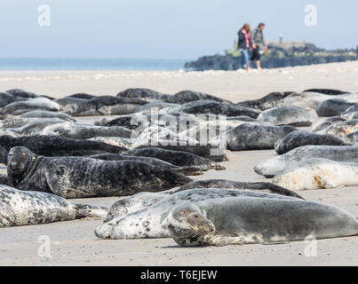 Graue Dichtungen am Strand von deutschen Insel Helgoland ruhen Stockfoto