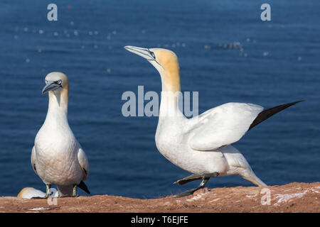 Paar Basstölpel in der Kolonie auf Helgoland Stockfoto