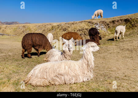 Lamas weiden frei bei Saqsaywaman archäologische Stätte in der Nähe von Cusco, Peru Stockfoto