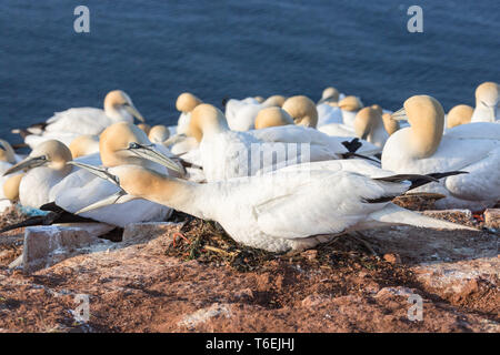 Wütend nesting Northern Gannet an Klippen von deutschen Insel Helgoland Stockfoto