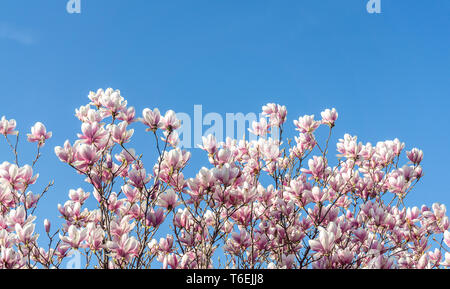 Schöne Magnolie blüht im Frühling. Sanfte Magnolienblüte gegen den blauen Himmel. Romantische floral background Stockfoto