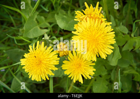 Blühende Löwenzahn auf der Wiese im Frühjahr Stockfoto