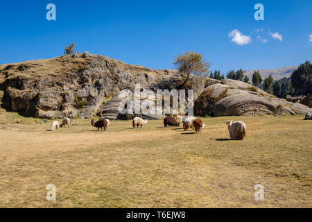 Lamas weiden frei bei Saqsaywaman archäologische Stätte in der Nähe von Cusco, Peru Stockfoto