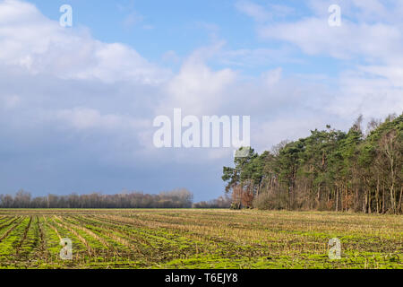 Geerntet wird, Mais Feld im Winter Stockfoto