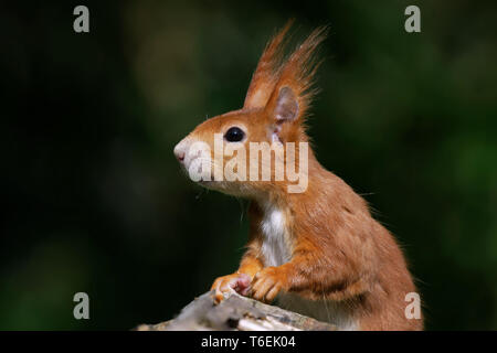 Eichhörnchen im Vogelhaus Stockfoto