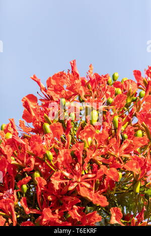 Rote Blumen auf einem Royal Poinciana baum Delonix regia Stockfoto