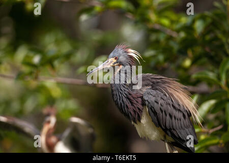 Nach der Trikolore heron Vogels Egretta tricolor in einem Baum Stockfoto