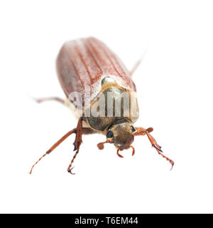 Mai Bug oder Maikäfer Stockfoto