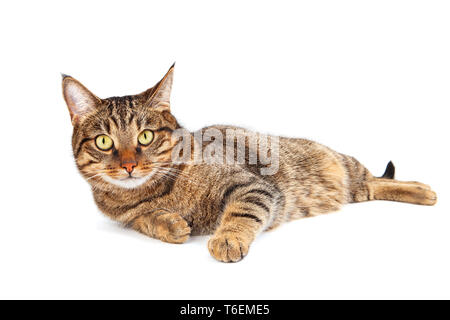 Tabby Katze mit gelben Augen Stockfoto