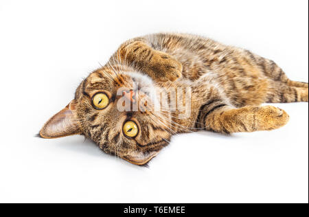 Tabby Katze mit gelben Augen Stockfoto