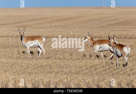 Prairie Pronghorn Antilope im Frühjahr Saskatcherwan Kanada Stockfoto