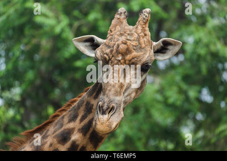 Giraffe Stockfoto