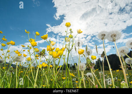 Löwenzahn Wiese im Frühling, Taraxacum Officinale, Deutschland, Europa Stockfoto