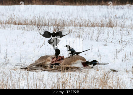 Nordamerika; USA; Montana; Tierwelt; Vögel; Raubfische; Schwarz-billed Magpie; Pica hudsonia; auf whitetailed deer Karkasse, Winter töten. Stockfoto
