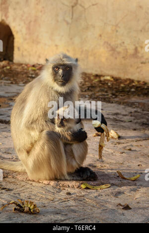 Grau langur Affe mit Baby essen Banane in Amber Fort. Rajasthan. Indien Stockfoto