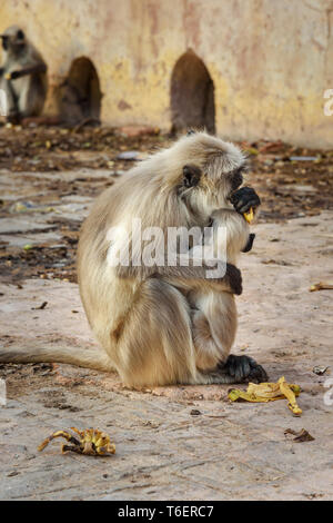 Grau langur Affe mit Baby essen Banane in Amber Fort. Rajasthan. Indien Stockfoto